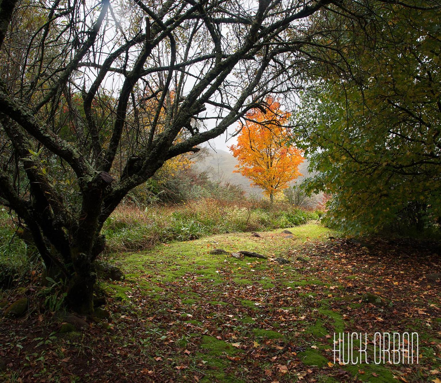 Birches Cottage & The Willows Garden Room Underberg Eksteriør billede